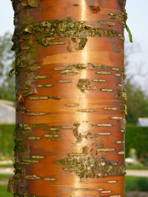 Prunus maackii ecorce